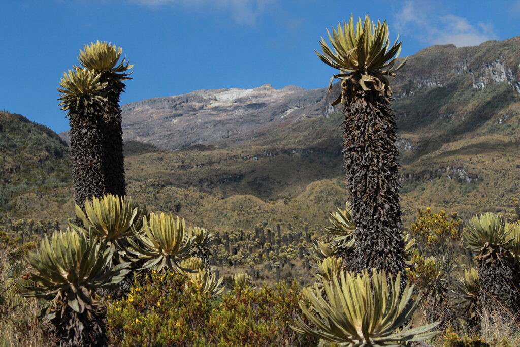 valle de frailejon